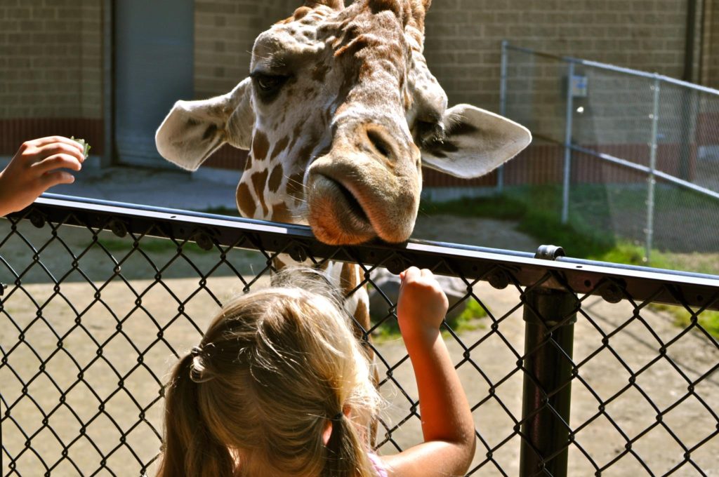 Giraffe Feeding Experience | NEW Zoo & Adventure Park