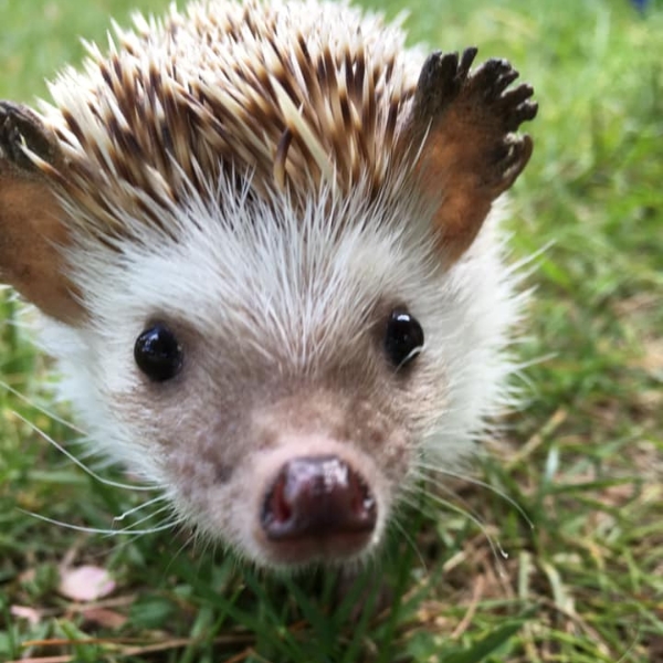 close up of hedgehog