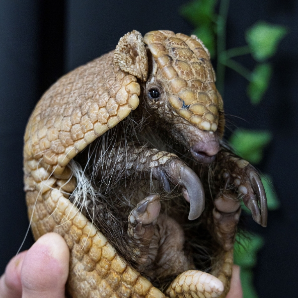 close up of armadillo held in hand