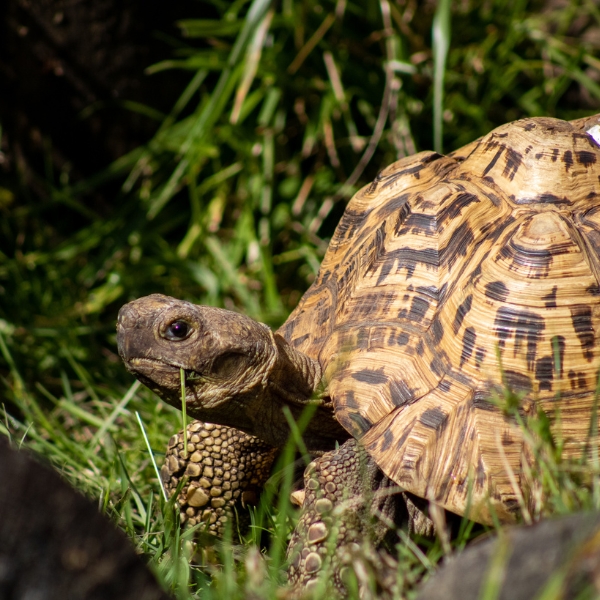 close up of leopard tortoise in grass
