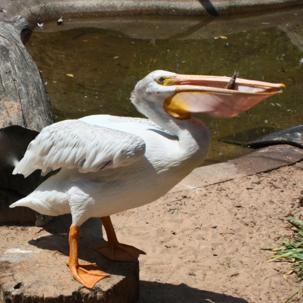 Pelican stands with fish in beak