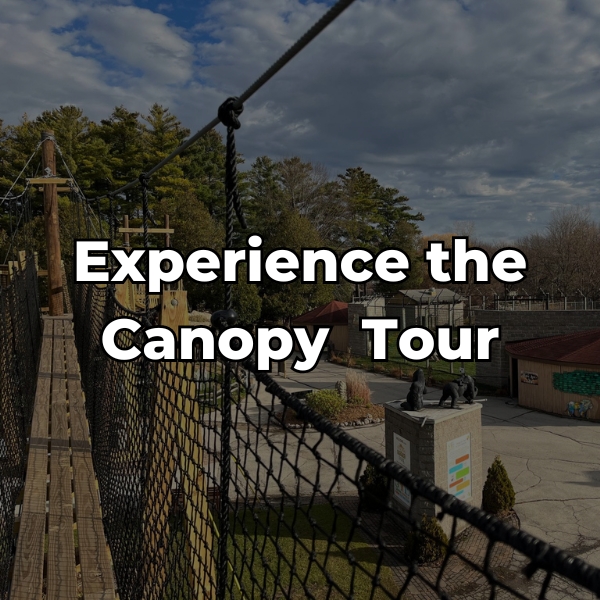 See our canopy tour experiences