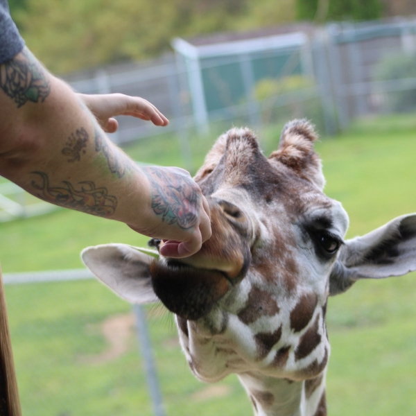 Arms reach out to feed giraffe