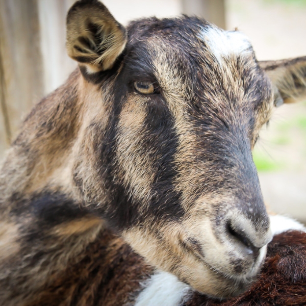 close up of goat face