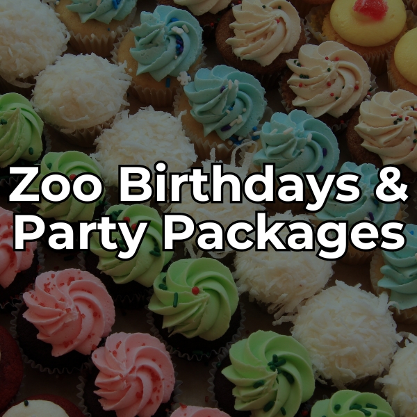 learn about birthday and party packages at the zoo