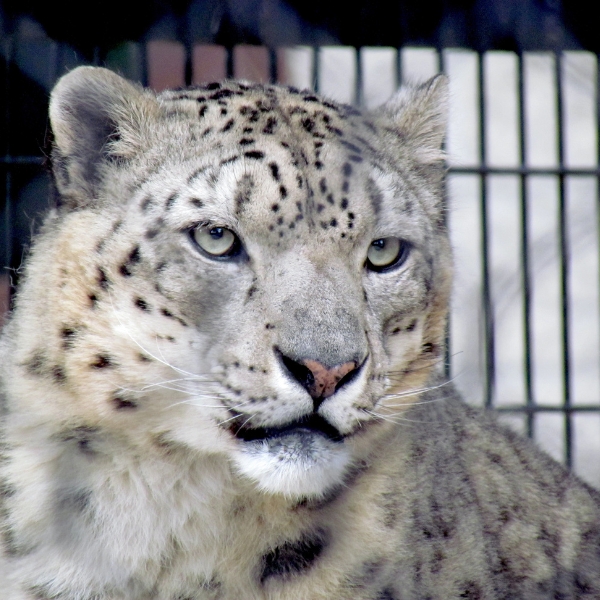 Close-up of snow leopard face