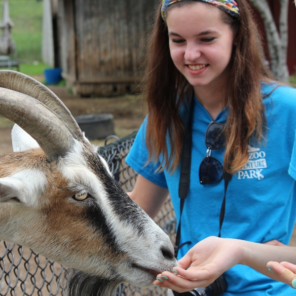 Intern with camera feeds goat