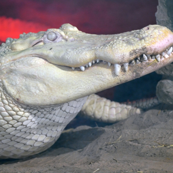 Close up of Albino alligator