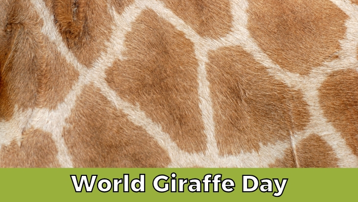 World Giraffe Day Header
