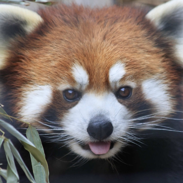 close up of red panda face with tongue sticking out of mouth