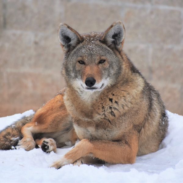 Close up of red wolf