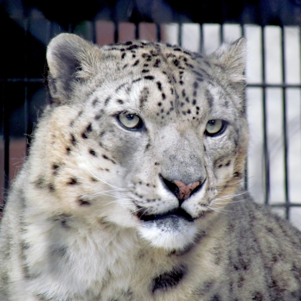 close up of snow leopard face