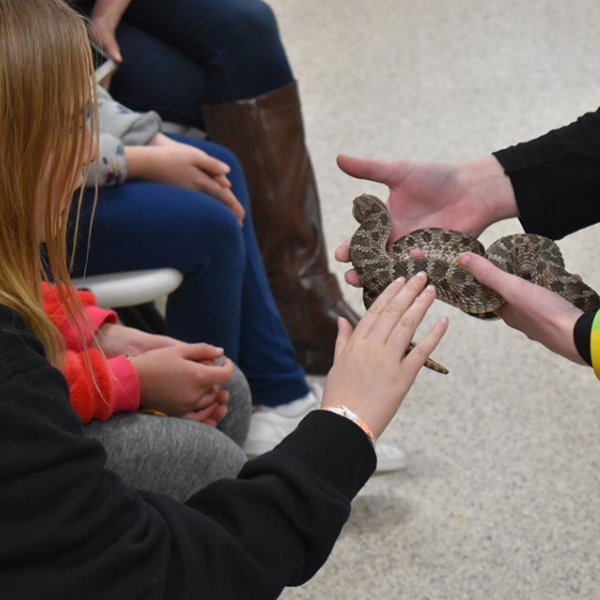 Girl touches a snake held by teacher hands
