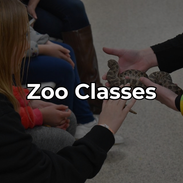 Click to learn about Zoo Classes