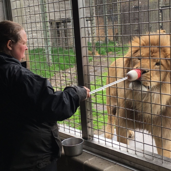 Zookeeper holds target during lion training session