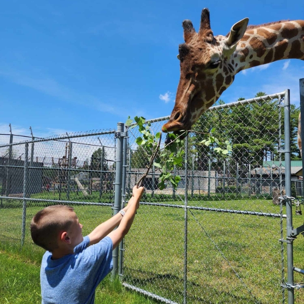 Camper feeds giraffe