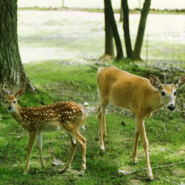 A white-tailed deer mother and her fawn stand on grass