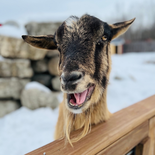 Goat appears to smile while standing in front of a snowy background