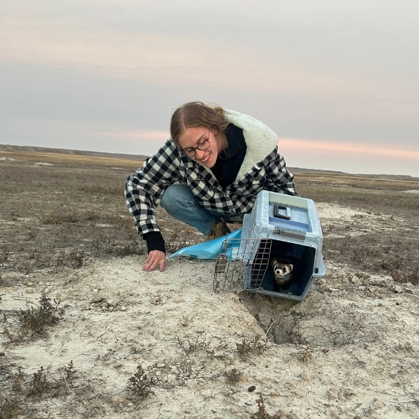 Woman kneeling beside kennel with a black-footed ferret peeking out