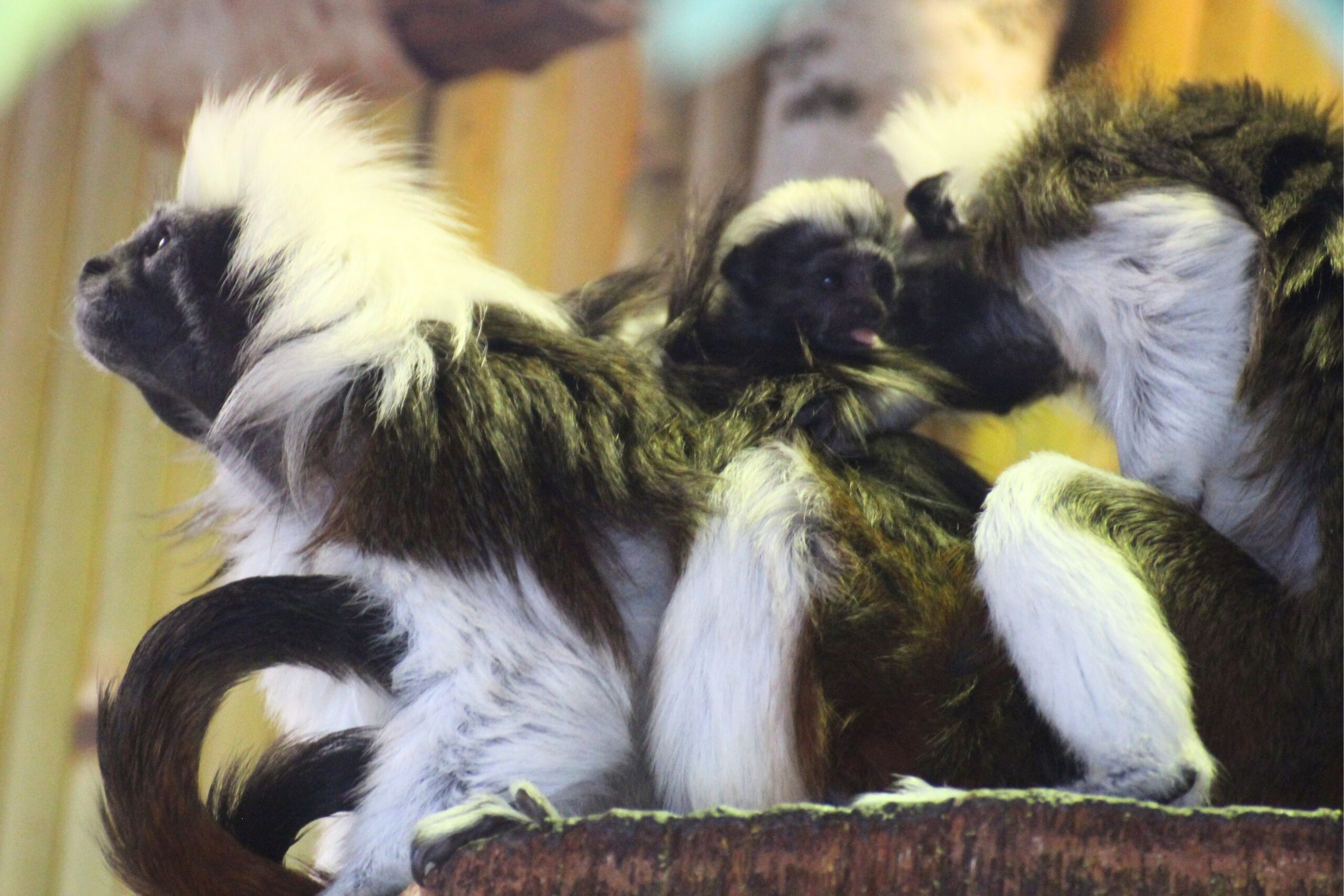 An infant cotton-top tamarin clings to its mother's back.