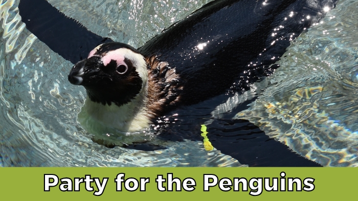 Party for the Penguins header (decorative)