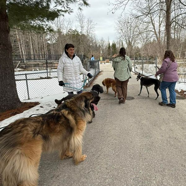 Several dogs and their owners walk along a zoo pathway