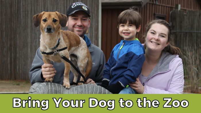 Bring Your Dog to the Zoo