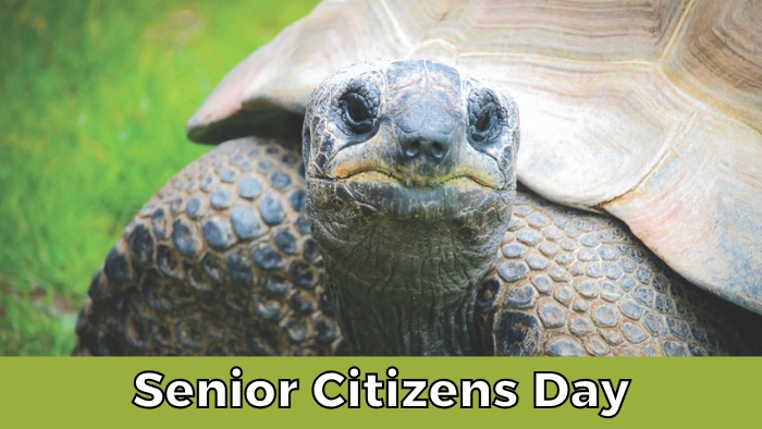 Senior Citizens Day event header features a close-up of an Aldabra tortoise