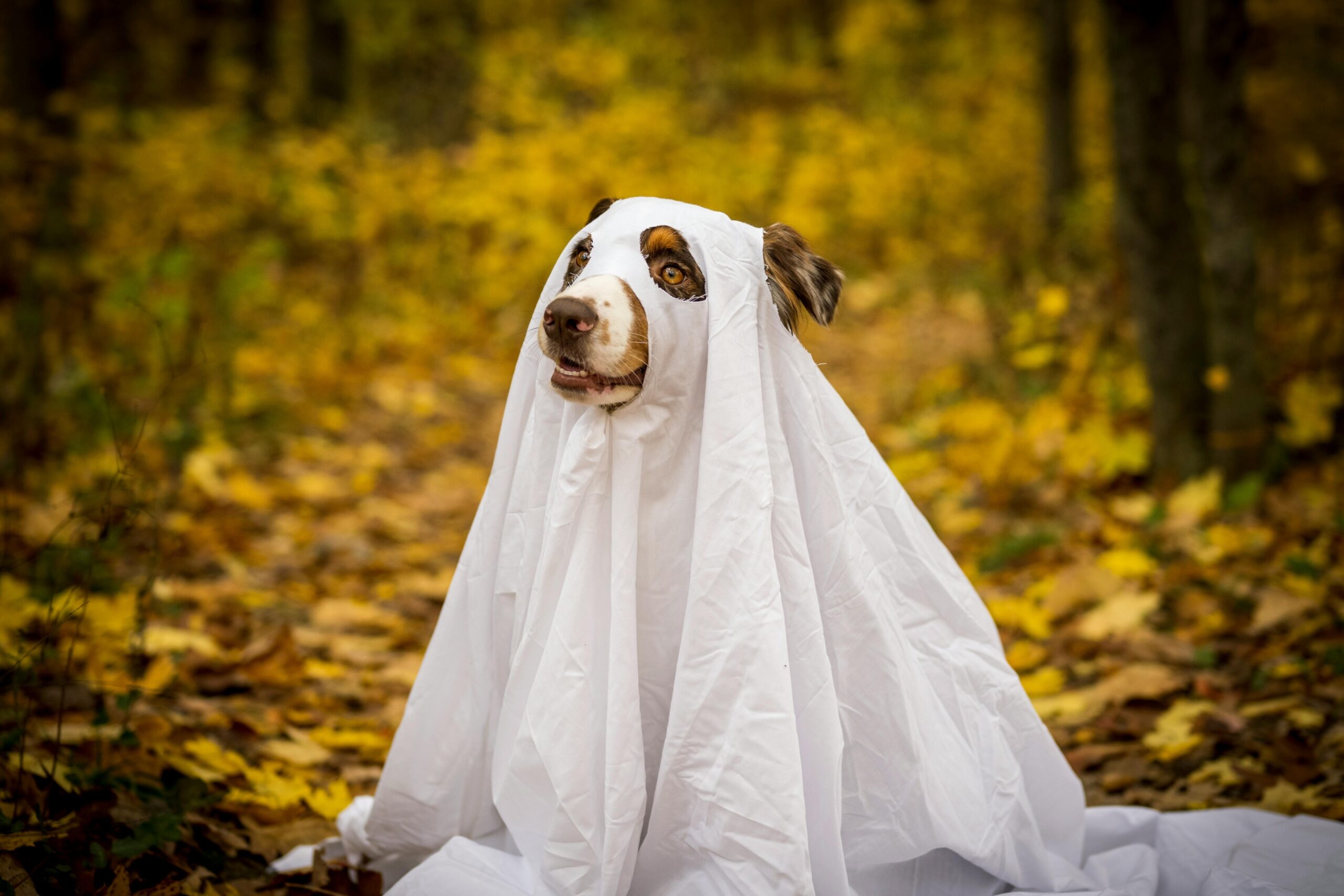 A dog in a ghost costume sits in front of a background of fall leaves.