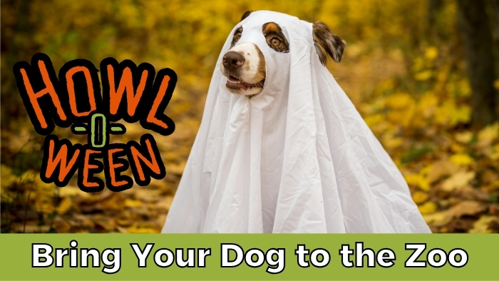 "Howl-o-Ween" is overlayed on a photo of a dog draped in a sheet like a ghost
