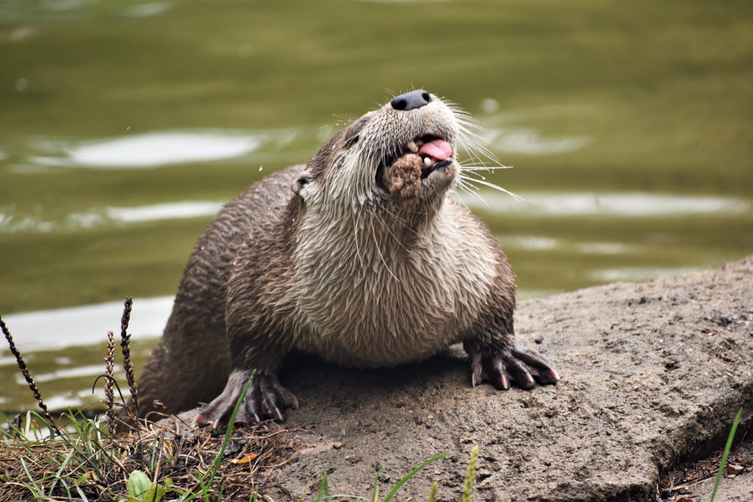 A river otter sits on a rock with a mouthful of food