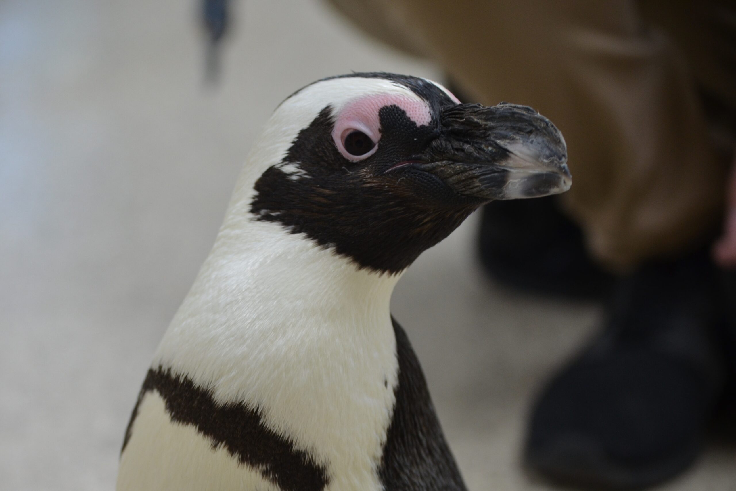 Tweedle the African penguin is seen up close
