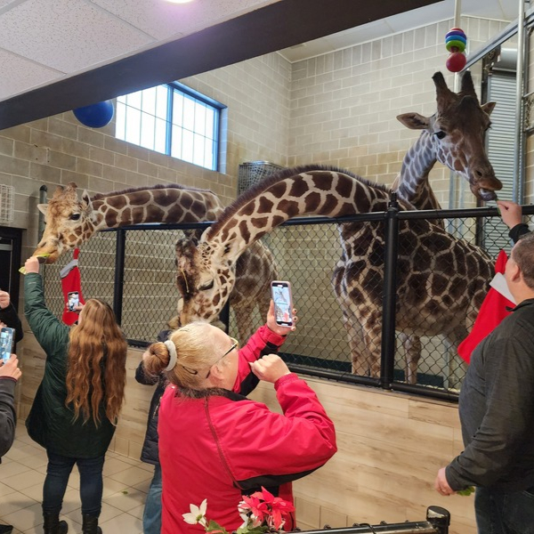 A group of people are feeding a group of three giraffes, while holding lettuce up and taking photos with their phones.